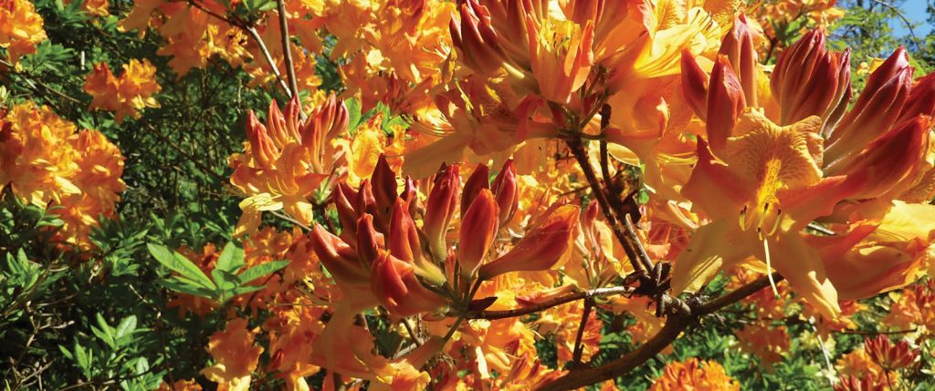 Prestigious RHS award has been won