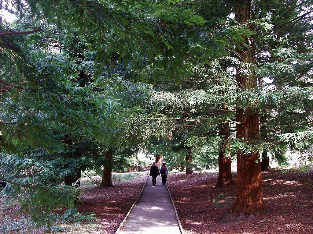 Day Trip to  Bedgebury Pinetum Weds 18 July 2018