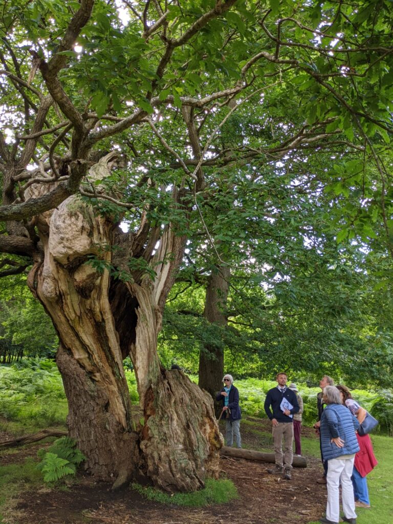 Knole Park 10th July 2024