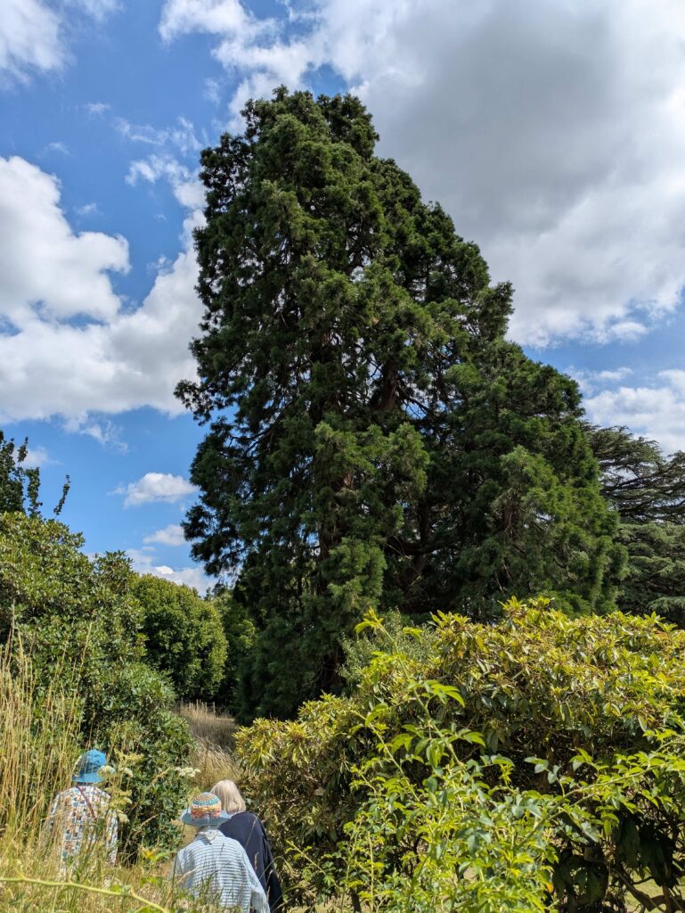 Riverhill Himalayan Gardens – 16 July